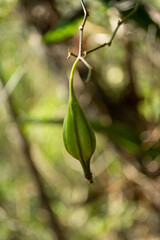 orquidea