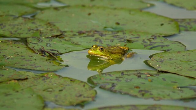 Frog is sitting on a leaf in a pond and suddenly jumps up.