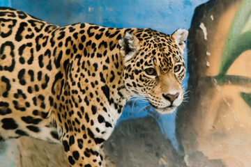 Leopard pantera padus kotiya in the rock