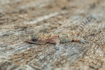 A baby lizard on wood, Hemidactylus mabouia