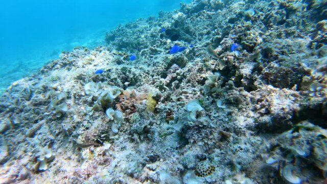 沖縄県阿嘉島の太陽の光が射し込む珊瑚がたくさんの海でのシュノーケリング