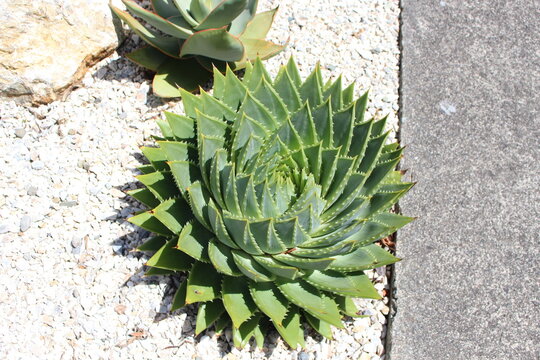 cactus in the garden