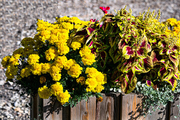 Decorative nettles and yellow marigolds in a wooden planter outside.