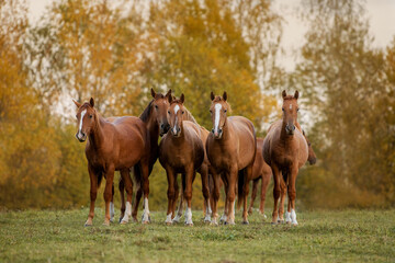 Herd of horses in the field in autumn. Don breed horses.