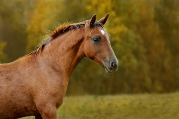 Naklejka na ściany i meble Portrait of red horse in autumn. Don breed horse.