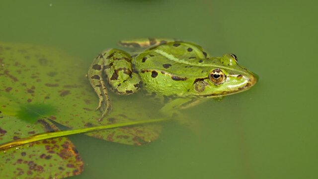 Half-submerged frog in the pond suddenly jumps into the water