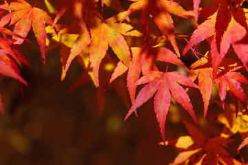 カエデの紅葉