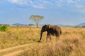 Fototapeta na wymiar African elephant crossing a road in savanna in Serengeti National park in Tanzania