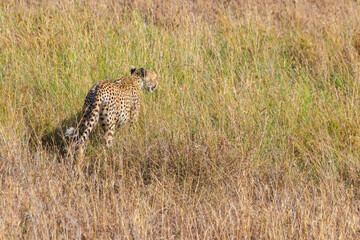 Cheetah (Acinonyx jubatus) in dry savanna in Serengeti National park in Tanzania