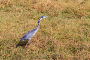 Black-headed heron (Ardea melanocephala) in dry grass in Ngorongoro Crater National Park, Tanzania