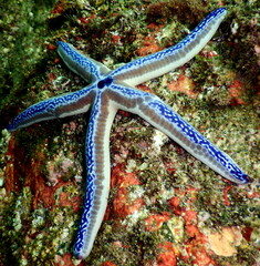 Costa Rica Pacific sea life