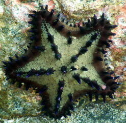 Costa Rica Pacific sea life