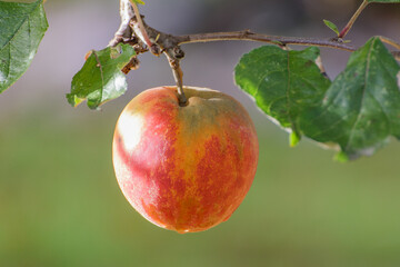 Der letzte Apfel am Baum im Herbst
