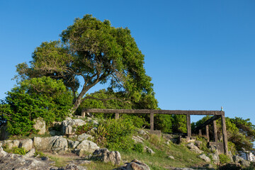 beautiful landscape with trees and blue sky in summer day