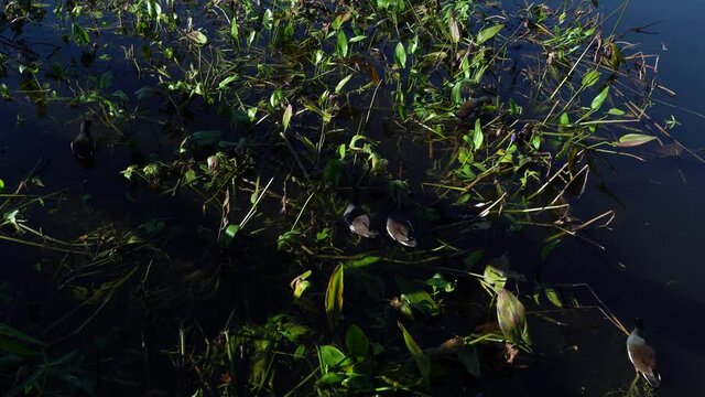 Common Gallinule water bird; Blue Gray with orange and yelllow beak--a flock of grayblue waterbirds with orange and yellow beaks feeding at the edge of a tropical pond; lily pads, reeds.