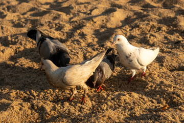 pigeons feeding on the beach sand in a sunny afternoon at sunset