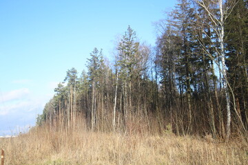 pine forest in the morning landscape nature trees sky field meadow