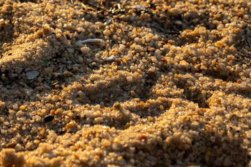 close-up photo, macro, beach sand in sunset afternoon