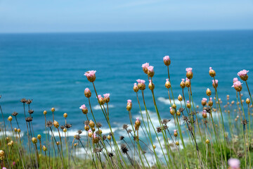 field of flowers -  fisherman's trail