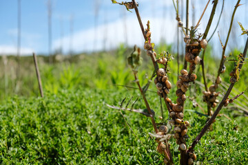 grass in the wind - snails
