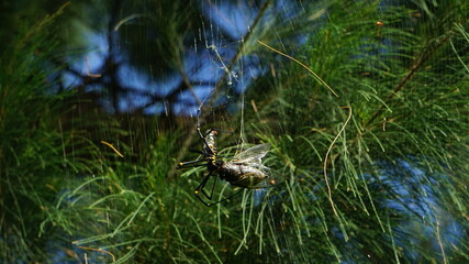 クモの捕食