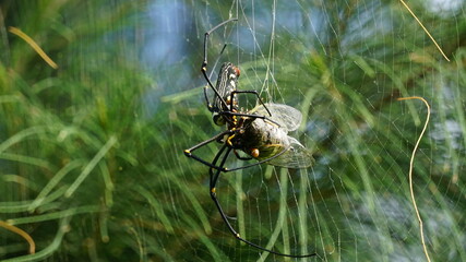 セミが捕食される
