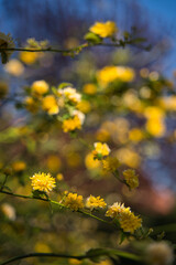 Fleurs jaunes de printemps avec bokeh