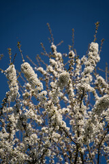 Fleurs blanches cerisier printemps