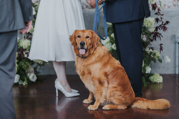 golden retriever dog wedding ceremony 