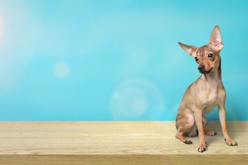 Sitting puppy crossbreed dog, on a pastel background