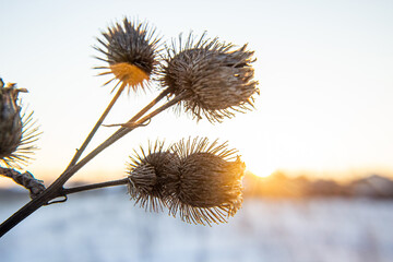 Frost and snow covered thistles in a wild field in winter