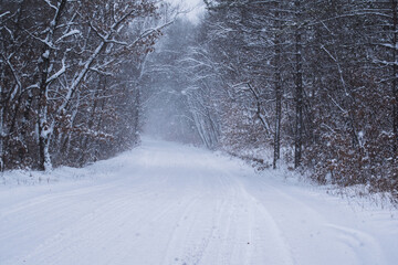 Obraz premium winter in the forest