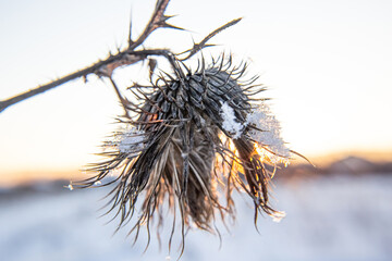 Frost and snow covered thistles in a wild field in winter