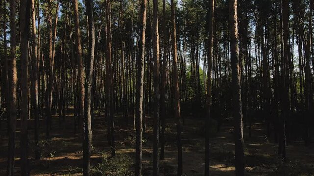 The drone rises from the bottom up in a pine forest. The drone view on pine forest, lake and blye sky. 4K resolution video.