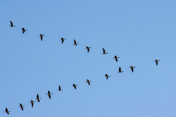 Silhouettes of geese on a background of blue sky, migration of birds