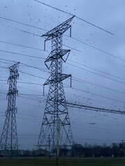 Glossary of bird around power lines
