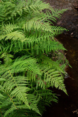 Fototapeta na wymiar Green fluffy twigs of a fern growing in the forest.