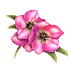 Wild pink roses with green leaves. Realistic flowers isolated on white background. Vector tracing eps10