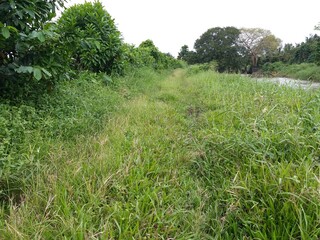 Jungle and nature background