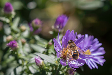 Common Drone Fly on asters, introduced
