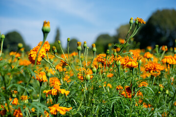 Yellow Cempasúchil flower fields