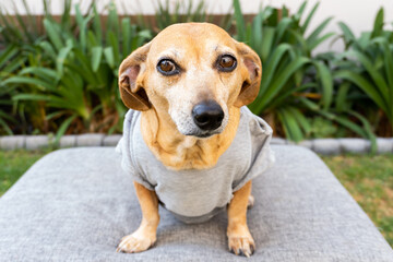 Small dog in the garden with a shirt