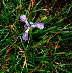 Wildflower Flag  iris grasses green red macro