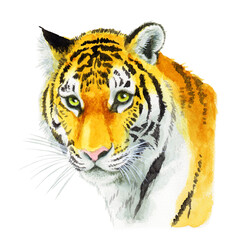 アナログ水彩虎の成獣の顔