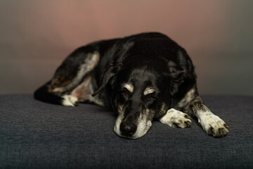 portrait of a black dog sleeping
