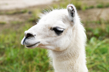 Obraz premium Alpaca at the zoo farm on a summer day