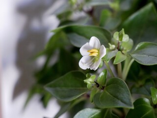 Macro of small white flower