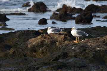 GAVIOTA PATIAMARILLA EN LA COSTA NORTE DE LA ISLA DE TENERIFE