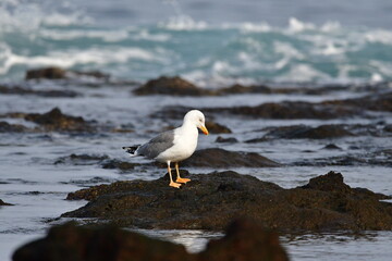 GAVIOTA PATIAMARILLA EN LA COSTA NORTE DE LA ISLA DE TENERIFE