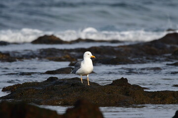 GAVIOTA PATIAMARILLA EN LA COSTA NORTE DE LA ISLA DE TENERIFE